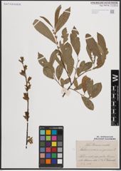 Foto von Salix cinerea L. x Salix nigricans Sm.